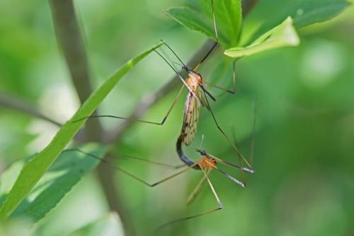 Réf. 229 908 : Limonia nigropunctata